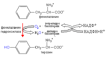 Нарушение функции фенилаланин гидроксилазы – причина фенилкетонурии - student2.ru