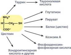 Нарушение обмена метионина и цистеина - student2.ru