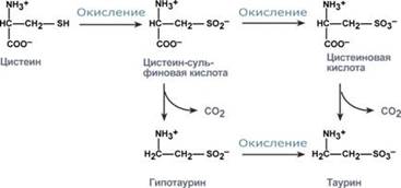 Нарушение обмена метионина и цистеина - student2.ru