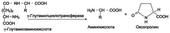 Нарушение переваривания белков и транспорта аминокислот - student2.ru