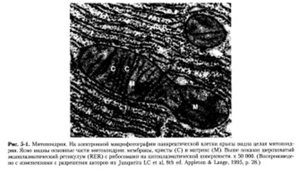 Наружная и внутренняя митохондриальные мембраны - student2.ru