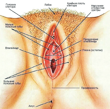 Наружные женские половые органы - student2.ru