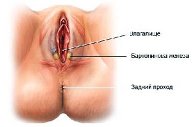 Наружные женские половые органы - student2.ru