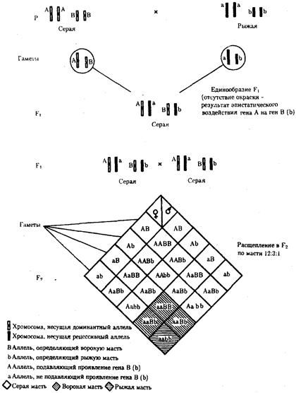 Наследование признаков при эпистатическом взаимодействии генов - student2.ru