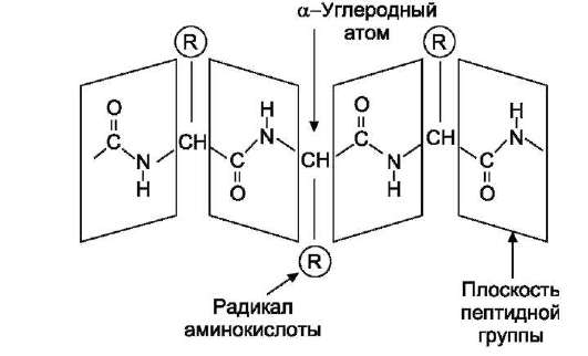 Наследствен­ные протеинопатии: серповидно-клеточная анемия, другие примеры - student2.ru
