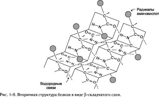 Наследствен­ные протеинопатии: серповидно-клеточная анемия, другие примеры - student2.ru