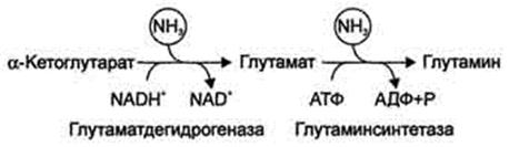 Наследственные болезни обмена аминокислот (ФКУ, алкаптонурия, альбинизм и др.) - student2.ru