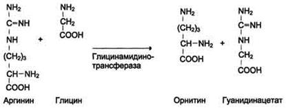 Наследственные болезни обмена аминокислот (ФКУ, алкаптонурия, альбинизм и др.) - student2.ru