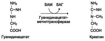 Наследственные болезни обмена аминокислот (ФКУ, алкаптонурия, альбинизм и др.) - student2.ru