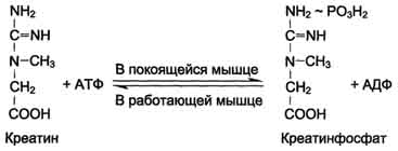 Наследственные болезни обмена аминокислот (ФКУ, алкаптонурия, альбинизм и др.) - student2.ru