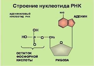 наследственный аппарат клеток человека. - student2.ru