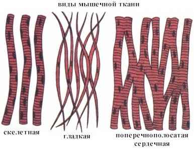 Науки, изучающие организм человека - student2.ru