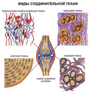 Науки, изучающие организм человека - student2.ru