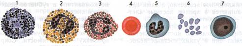 Назовите фазы клеточного деления (митоза). Дайте каждой фазе характеристику - student2.ru