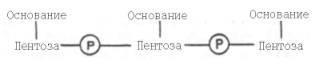 Название нуклеозидов и мононуклеотидов - student2.ru