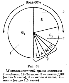 Некоторые белки человека и животных и их функции - student2.ru