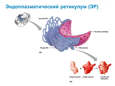 Немембранные органоиды - student2.ru