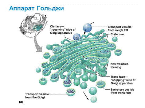 Немембранные органоиды - student2.ru
