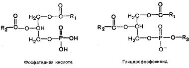 Ненасыщенные жирные кислоты - student2.ru