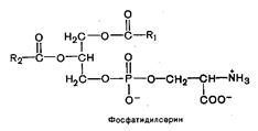 Ненасыщенные жирные кислоты - student2.ru