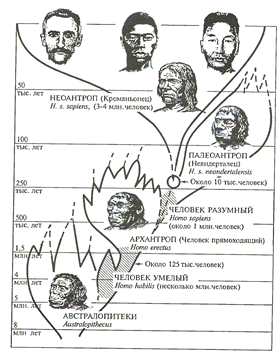 Непосредственные предшественники человека - student2.ru