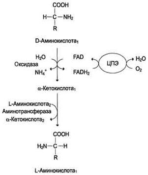 Непрямое дезаминирование , транс-дезаминирование, химизм, биологическая роль - student2.ru