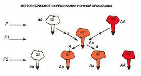 Нервная система и органы чувств - student2.ru