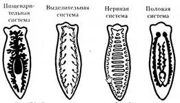 Нервная система и органы чувств - student2.ru