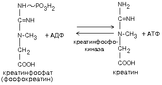 Нервная ткань. Особенности химического состава нервной ткани. Энергетический обмен нервной ткани. - student2.ru