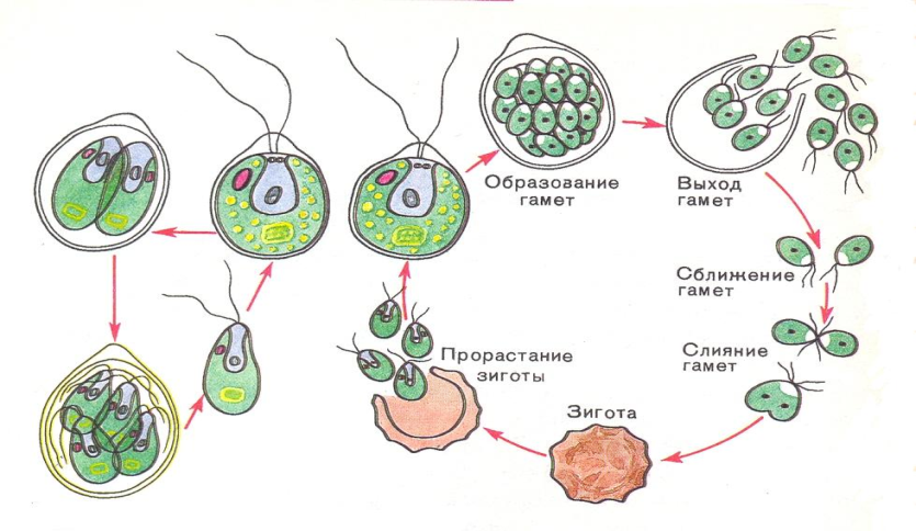 низшие растения. водоросли - student2.ru