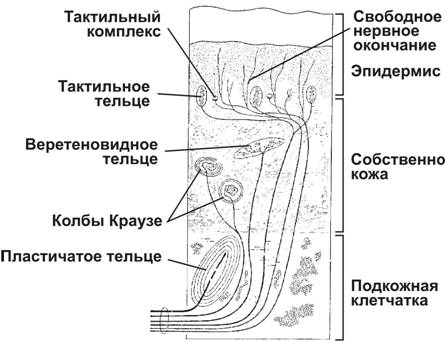 Ногтевая пластинка представлена плотно упакованными роговыми чешуйками, содержащими твёрдый кератин - student2.ru