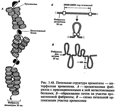 Нуклеосомная организация хроматина - student2.ru