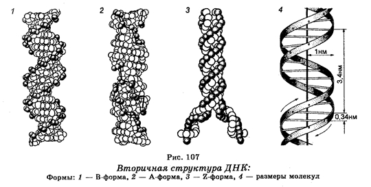 Нуклеотидный состав оснований ДНК разных организмов - student2.ru