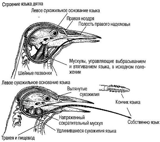 О вере в науке: тем хуже для фактов? - student2.ru