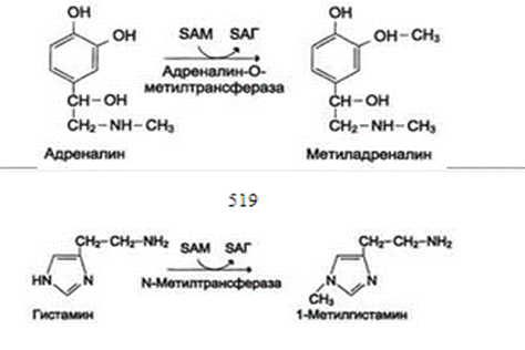 Обезвреживание биогенных аминов. - student2.ru