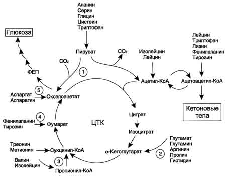 Обмен безазотистого остатка аминокислот, гликогенные и кетогенные аминокислоты - student2.ru