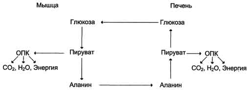 Обмен безазотистого остатка аминокислот, гликогенные и кетогенные аминокислоты - student2.ru