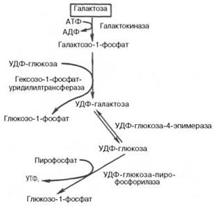 Обмен фруктозы и галактозы - student2.ru