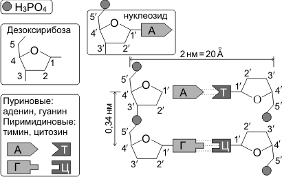 Обмен веществ и превращение энергии — основа жизнедеятельности клетки - student2.ru