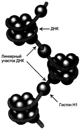 Обмен веществ и превращение энергии — основа жизнедеятельности клетки - student2.ru
