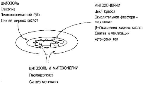 Обмен веществ и энергии. Биологическое окисление - student2.ru