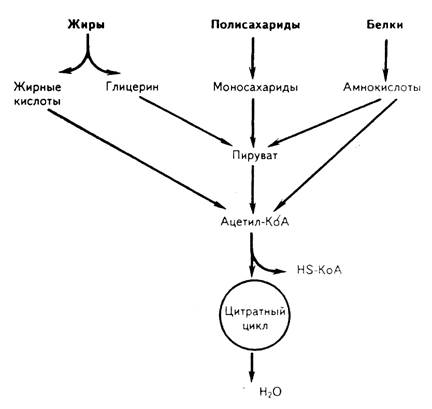 Обмен веществ и энергии. Биологическое окисление - student2.ru