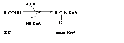 обмен веществ: обмен липидов - student2.ru