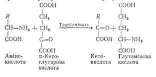 обмін білків і амінокислот у тканинах - student2.ru