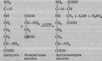 обмін білків і амінокислот у тканинах - student2.ru