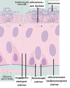 ОБОНЯТЕЛЬНЫЙ ЭПИТЕЛИЙ – ОРГАН ОБОНЯНИЯ - student2.ru