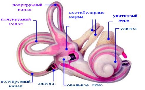 ОБОНЯТЕЛЬНЫЙ ЭПИТЕЛИЙ – ОРГАН ОБОНЯНИЯ - student2.ru