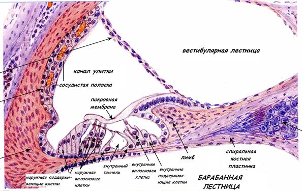 ОБОНЯТЕЛЬНЫЙ ЭПИТЕЛИЙ – ОРГАН ОБОНЯНИЯ - student2.ru