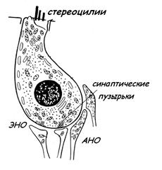 ОБОНЯТЕЛЬНЫЙ ЭПИТЕЛИЙ – ОРГАН ОБОНЯНИЯ - student2.ru