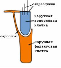 ОБОНЯТЕЛЬНЫЙ ЭПИТЕЛИЙ – ОРГАН ОБОНЯНИЯ - student2.ru